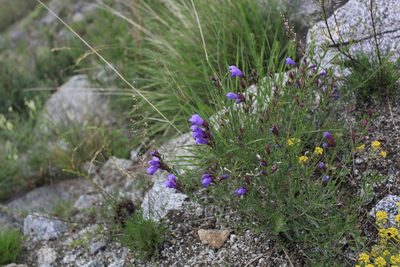 Dracocephalum peregrinum, photographed by Нурхайдарова Татьяна