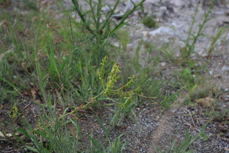 Isatis costata, photographed by Нурхайдарова Татьяна