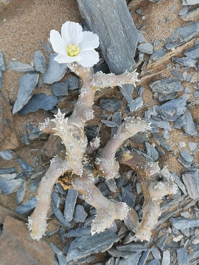 Sarcocaulon multifidum, photographed by leandra-k_89