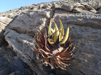 Aloe gariepensis, photographed by leandra-k_89