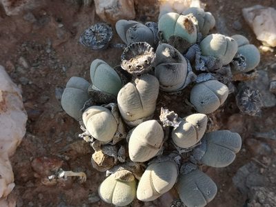 Cheiridopsis pillansii, photographed by leandra-k_89