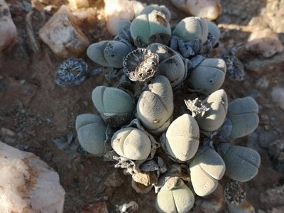 Cheiridopsis pillansii, photographed by leandra-k_89