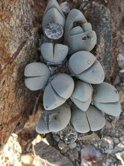 Cheiridopsis pillansii, photographed by leandra-k_89