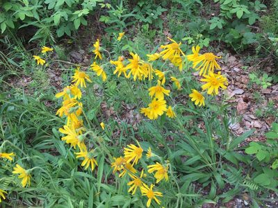 Arnica lonchophylla, photographed by Jason Grant