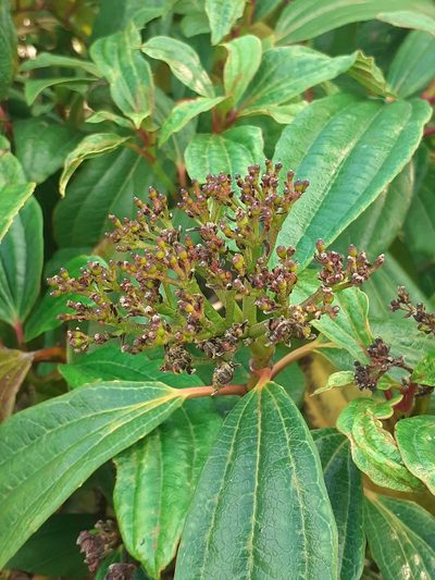 Viburnum davidii, photographed by oliverc29