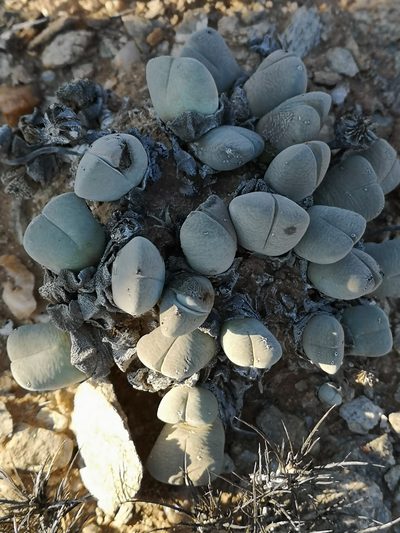 Cheiridopsis pillansii, photographed by leandra-k_89