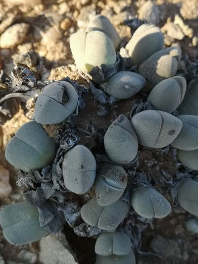 Cheiridopsis pillansii, photographed by leandra-k_89