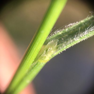 Bromus arvensis, photographed by Dilrukshan Priyantha Wijesinghe