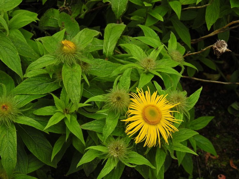 Inula hookeri, photographed by Susan Marley