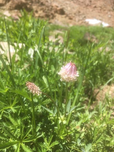 Trifolium productum, photographed by Monika Fischer