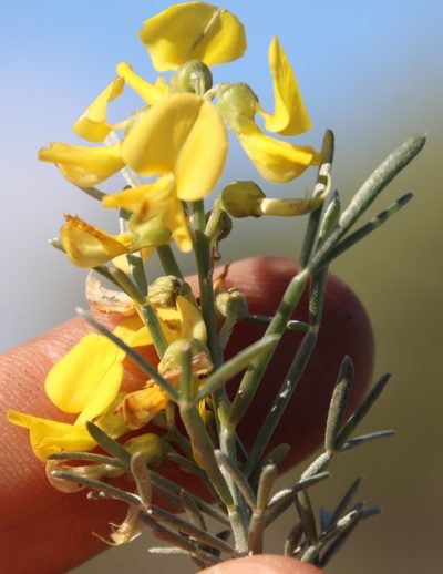 Calobota sericea, photographed by Tony Rebelo