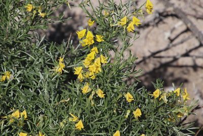 Calobota sericea, photographed by Tony Rebelo