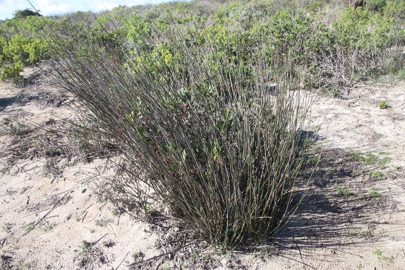 Thamnochortus spicigerus, photographed by Tony Rebelo