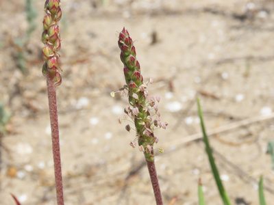 Plantago crassifolia, photographed by Emanuele Santarelli