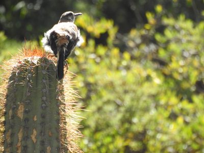 Trichocereus tacaquirensis, photographed by Naturalist Tours