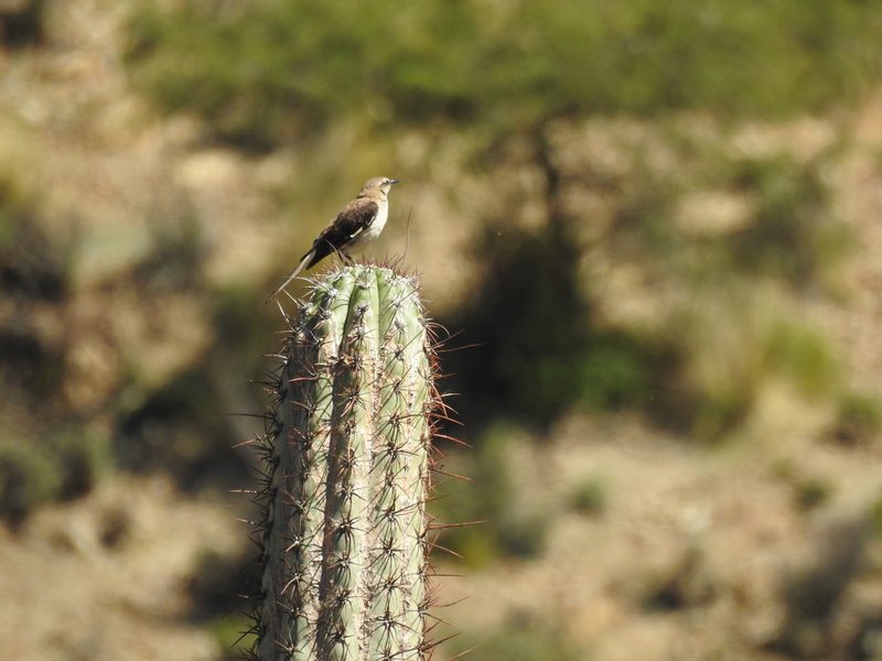 Trichocereus tacaquirensis, photographed by Naturalist Tours