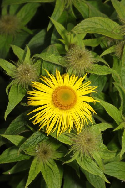 Inula hookeri, photographed by Stephen James McWilliam