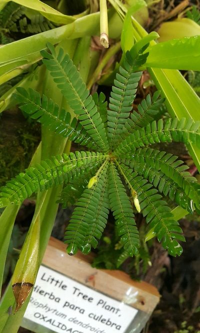 Biophytum dendroides, photographed by Miguel Sho