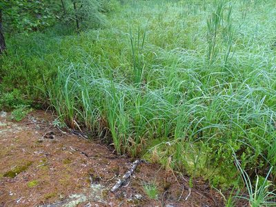 Carex lacustris, photographed by Reuven Martin