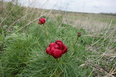 Paeonia tenuifolia, photographed by Aleksei Baushev