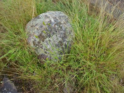 Carex cumulata, photographed by Reuven Martin
