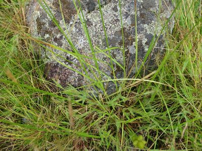 Carex cumulata, photographed by Reuven Martin