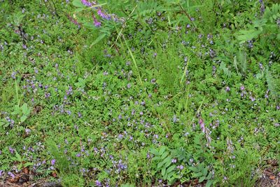 Astragalus bodinii, photographed by Syd Cannings