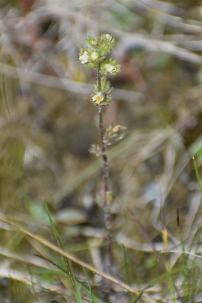 Euphrasia subarctica, photographed by Syd Cannings