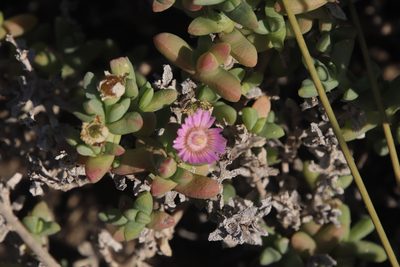 Amphibolia laevis, photographed by Tony Rebelo