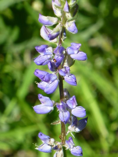 Lupinus burkei, photographed by Steve Woodward