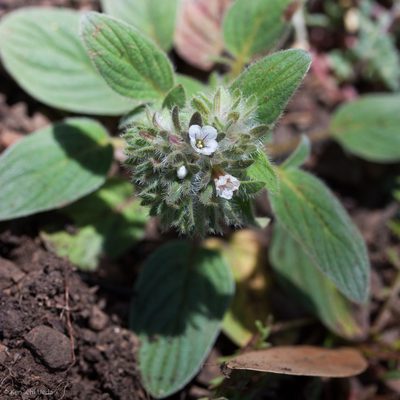 Phacelia phacelioides, photographed by Ken-ichi Ueda