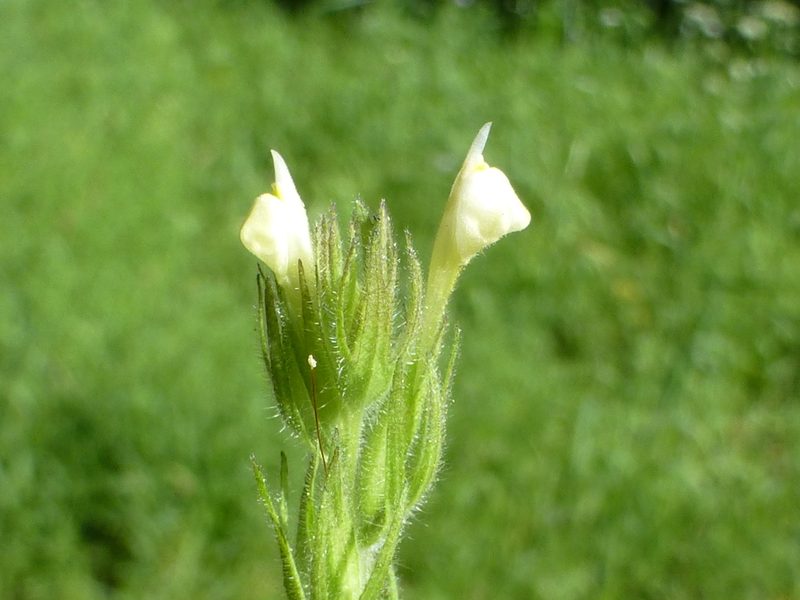 Castilleja tenuis, photographed by Steve Woodward