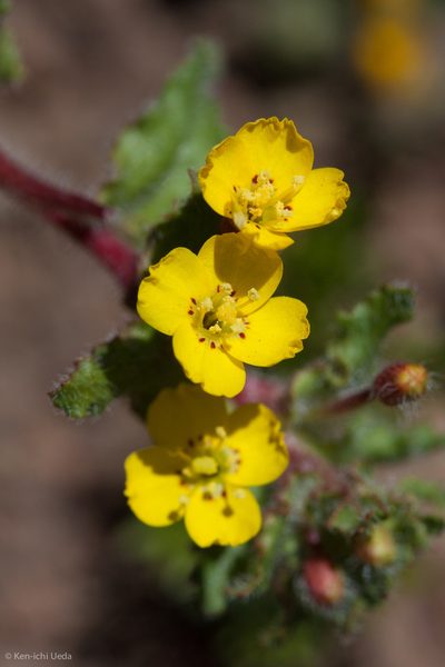 Camissoniopsis intermedia, photographed by Ken-ichi Ueda