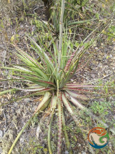 Hechtia sphaeroblasta, photographed by Eugenio Padilla