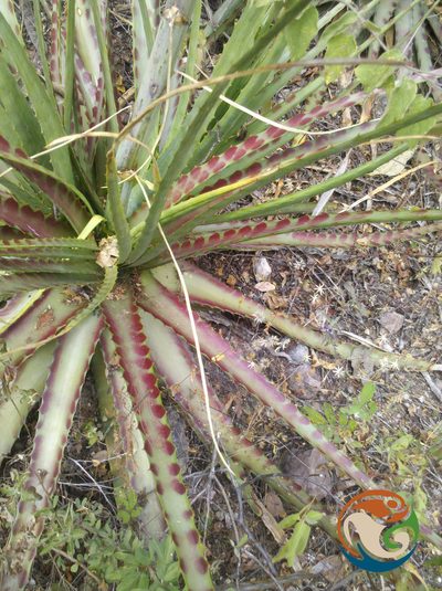 Hechtia sphaeroblasta, photographed by Eugenio Padilla