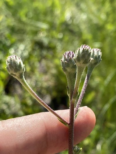 Carphephorus tomentosus, photographed by Alan Weakley