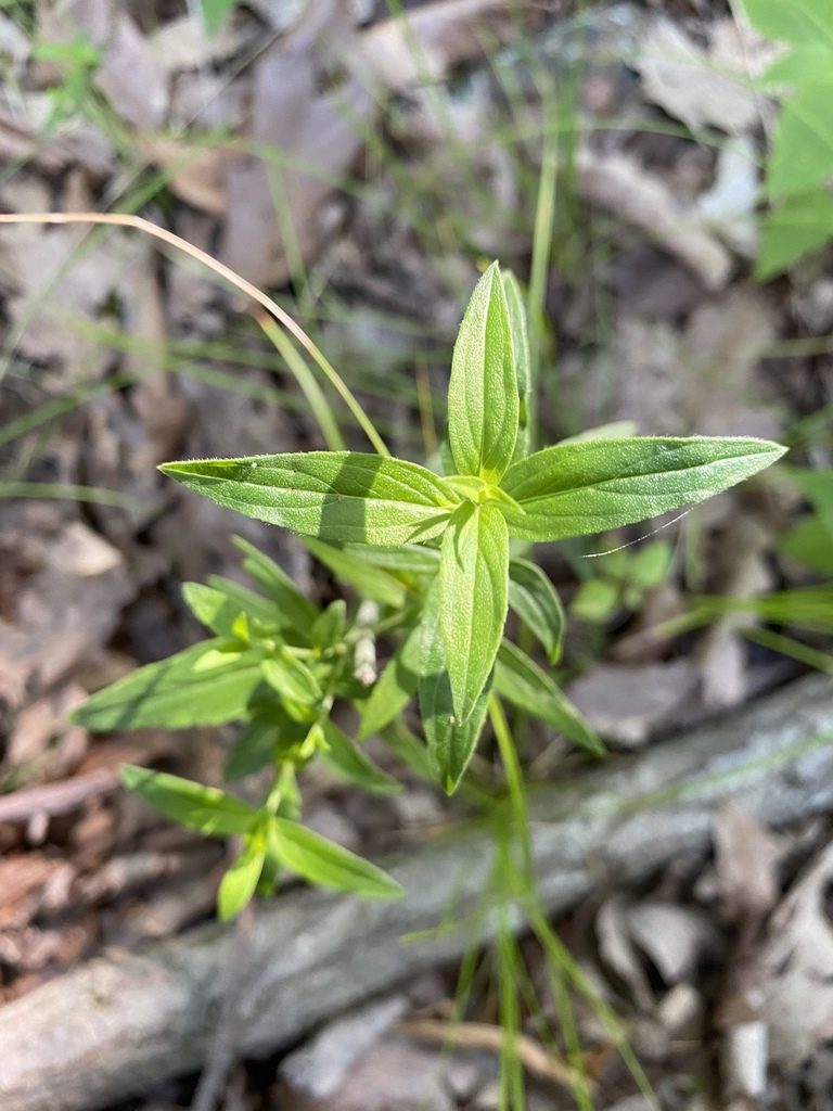 Pycnanthemum torreyi, photographed by Bonnie Semmling