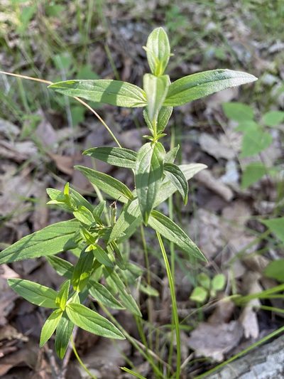 Pycnanthemum torreyi, photographed by Bonnie Semmling