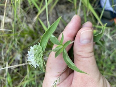 Pycnanthemum clinopodioides, photographed by Bonnie Semmling