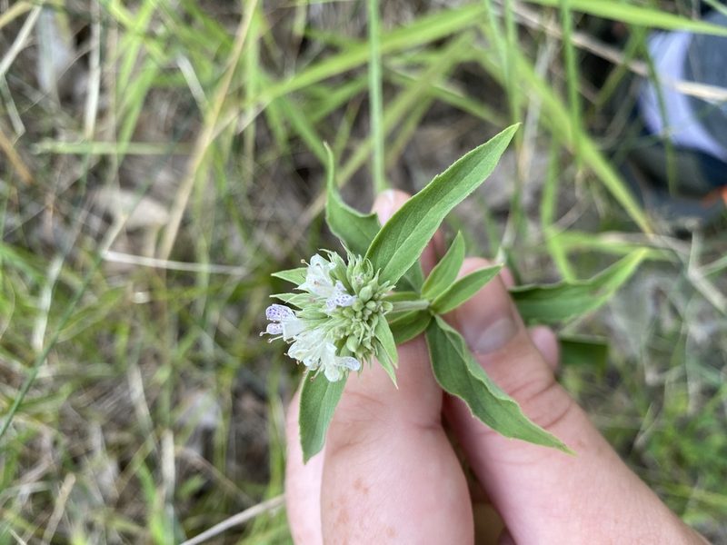 Pycnanthemum clinopodioides, photographed by Bonnie Semmling