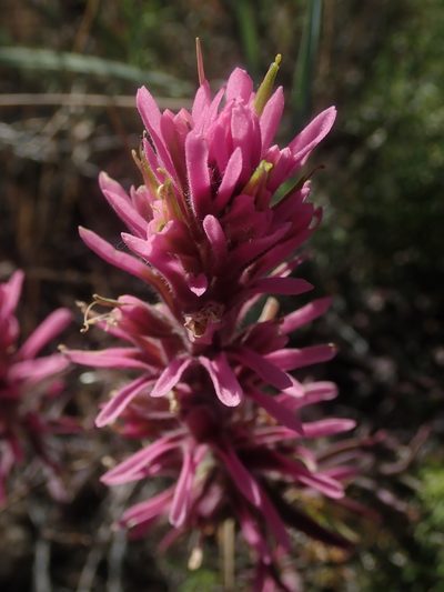 Castilleja angustifolia, photographed by Nolan Exe