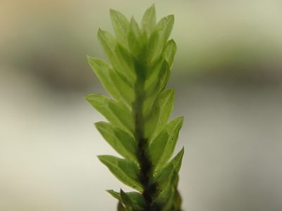 Fissidens adianthoides, photographed by Randal