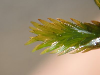 Fissidens grandifrons, photographed by Randal