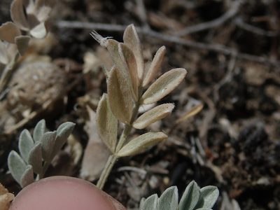 Astragalus calycosus, photographed by Nolan Exe
