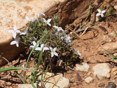 Houstonia acerosa, photographed by Bob Nieman