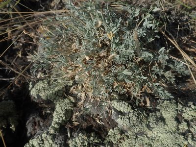 Astragalus calycosus, photographed by Nolan Exe