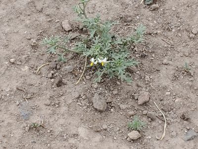 Solanum triflorum, photographed by Craig Martin