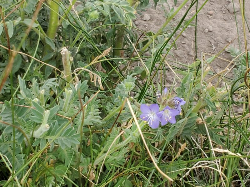 Polemonium foliosissimum, photographed by Craig Martin