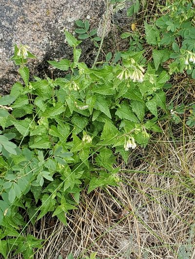Brickelliastrum fendleri, photographed by Craig Martin