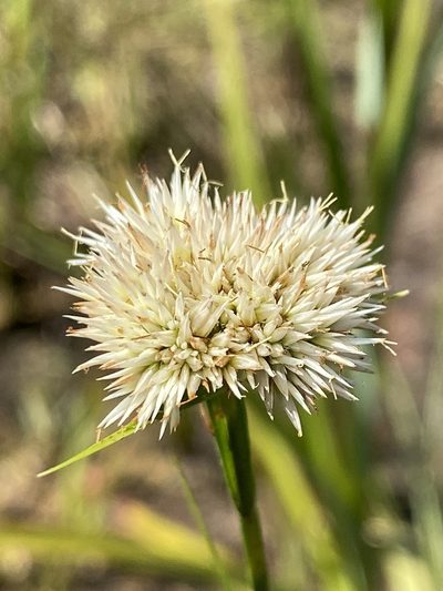 Rhynchospora pallida, photographed by Alan Weakley